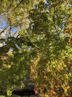 初紅葉 初紅葉,もみじ,紅葉の写真素材