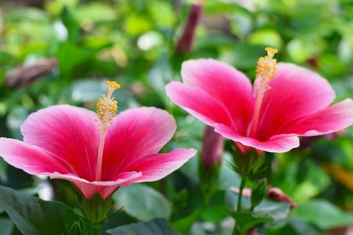 7月下旬の温室のハイビスカスの花 7月下旬の温室のハイビスカスの花の写真