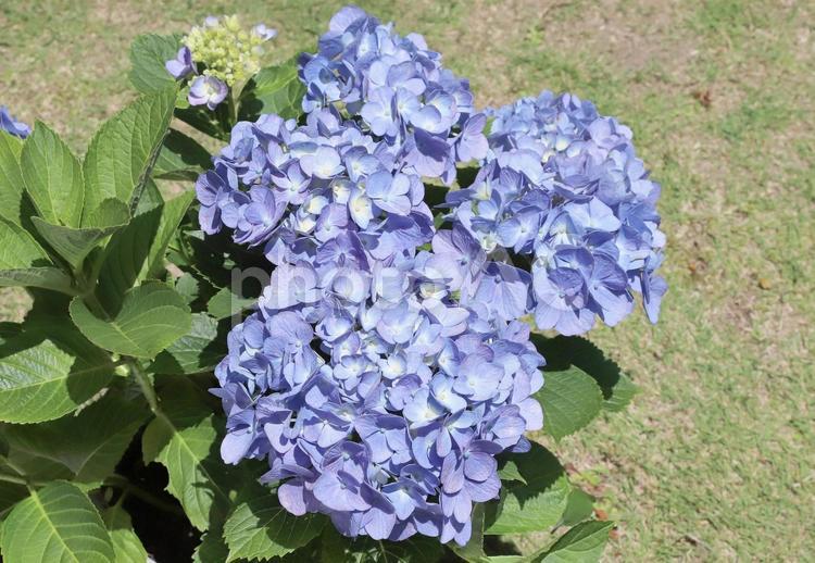 アジサイ 植物,花,あじさいの写真素材