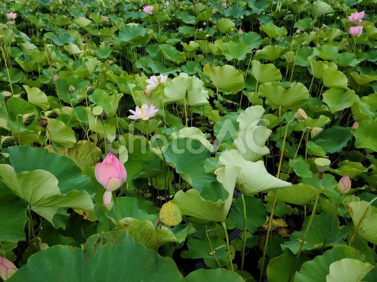 秋田にある美しい蓮の花畑 秋田,蓮,花畑の写真素材
