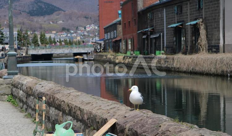 小樽市の小樽運河、石造倉庫群とカモメ 小樽運河,小樽市,北海道の写真素材