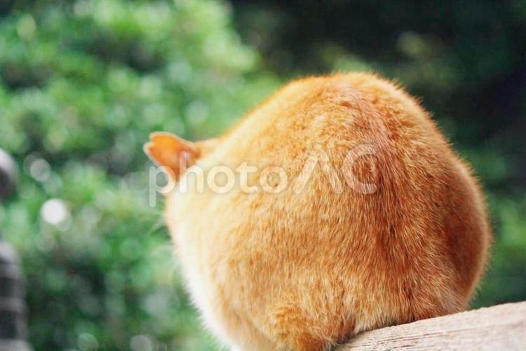 新緑と茶トラの後ろ姿 猫,野良猫,茶トラの写真素材