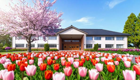 チューリップの花壇と小学校校舎 チューリップの花壇と小学校校舎の写真