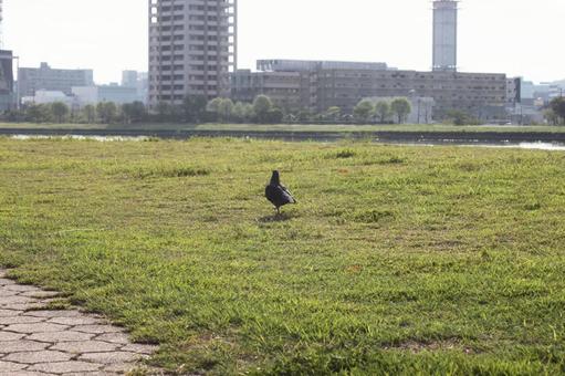 朝の鳩 朝の鳩 鳩,ハト,風景の写真素材