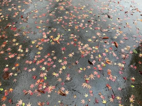 Wet fallen leaves, JPG