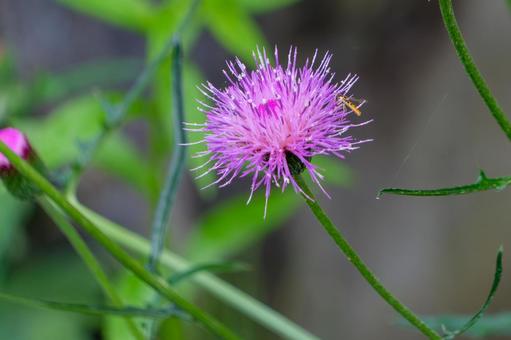 アザミの花にとまる小さな虫 アザミの花にとまる小さな虫の写真