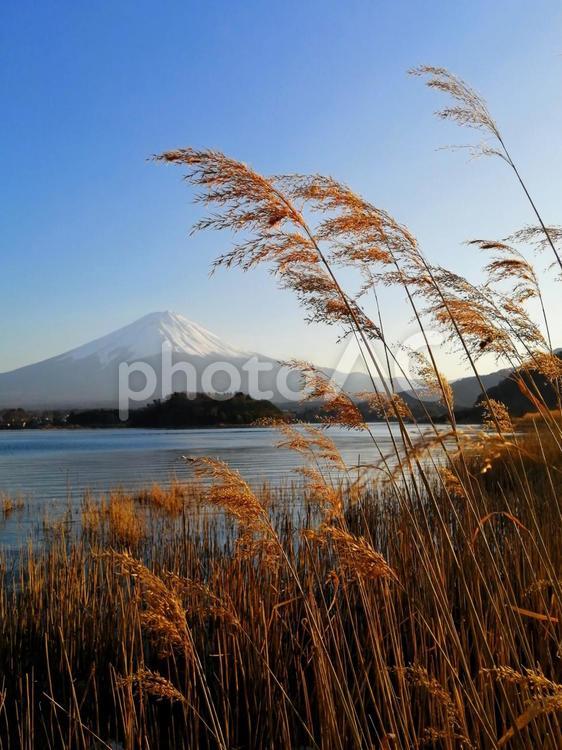 ススキと富士山 ススキ,富士山,湖の写真素材