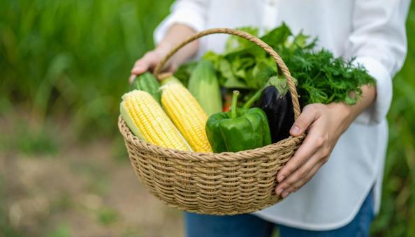 カゴに盛った夏野菜 カゴに盛った夏野菜の写真