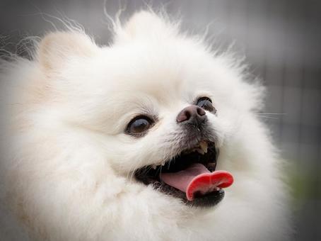Pomeranian face, JPG Pomeranian face, JPG