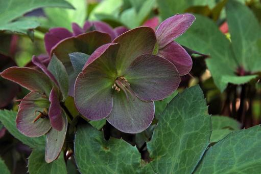 クリスマス・ローズ 'ピンク・フロスト'の写真