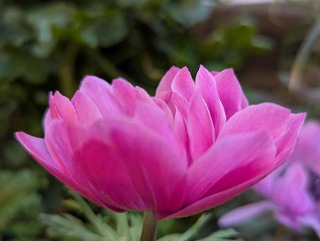 アネモネの花のクローズアップ アネモネの花のクローズアップの写真