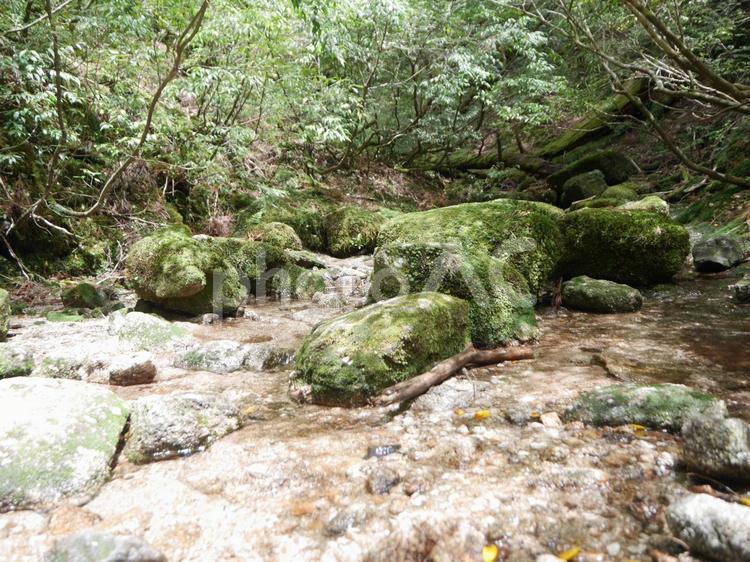 屋久島　登山中の風景 川,屋久島,登山の写真素材