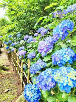 あじさい祭り、芳賀天満宮。 あじさい祭り、芳賀天満宮。 紫陽花,芳賀,天満宮の写真素材