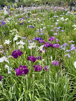 堀切菖蒲園　曇り空の下咲き誇る花菖蒲 癒し,壁紙,花畑の写真素材