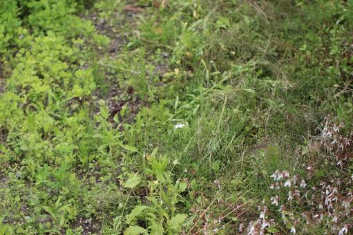 雑草が生えている地面2 雑草が生えている地面2の写真