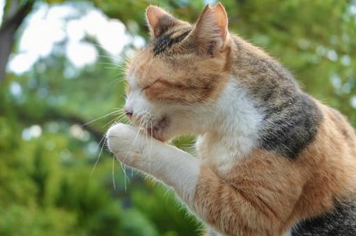 前足を舐める三毛猫 前足を舐める三毛猫 ネコ,保護猫,ニャンコの写真素材
