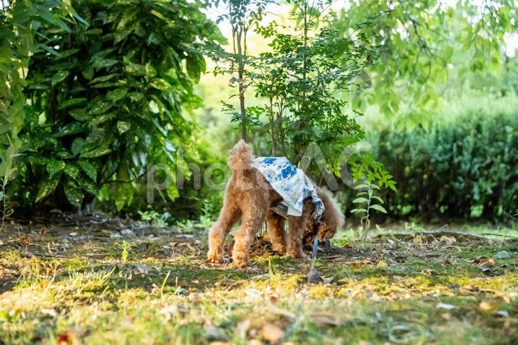 夏の公園で散歩するトイプードル トイプードル,トイプー,夏の写真素材