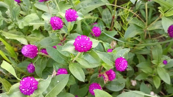 暑さに負けず晩秋まで咲く千日紅 千日紅,花,暑さに強いの写真素材