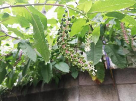 雨に濡れたヨウシュヤマゴボウ 雨に濡れたヨウシュヤマゴボウの写真