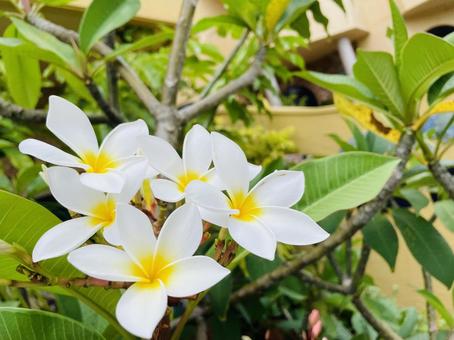 White Plumeria, JPG White Plumeria, JPG