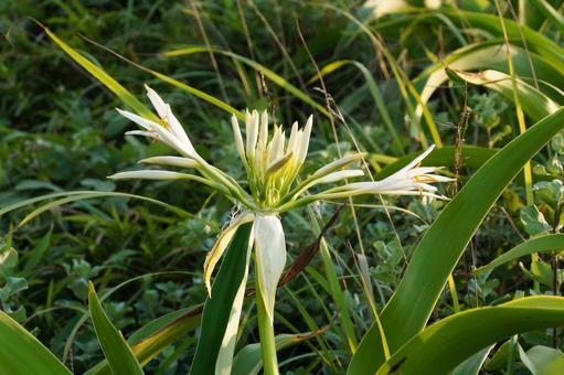 浜木綿 浜木綿 はまゆう,植物,花の写真素材