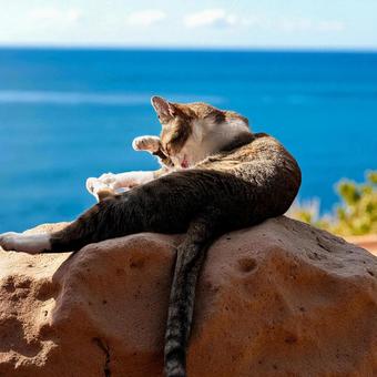 海沿いの猫 猫,海,くつろぎの写真素材