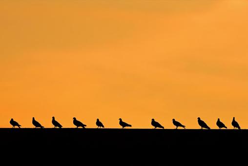 鳩2 鳩2の写真