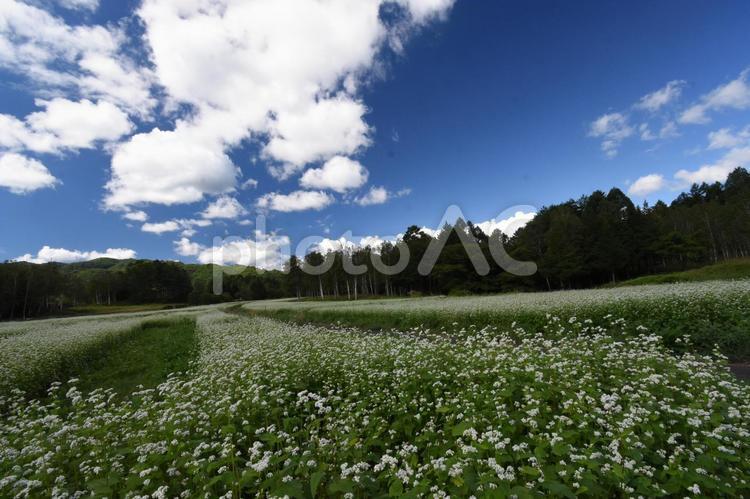 開田高原　白いそばの花と青い空、白い雲 あお,くも,そらの写真素材