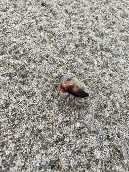 やどかり sns,やどかり,砂浜の写真素材