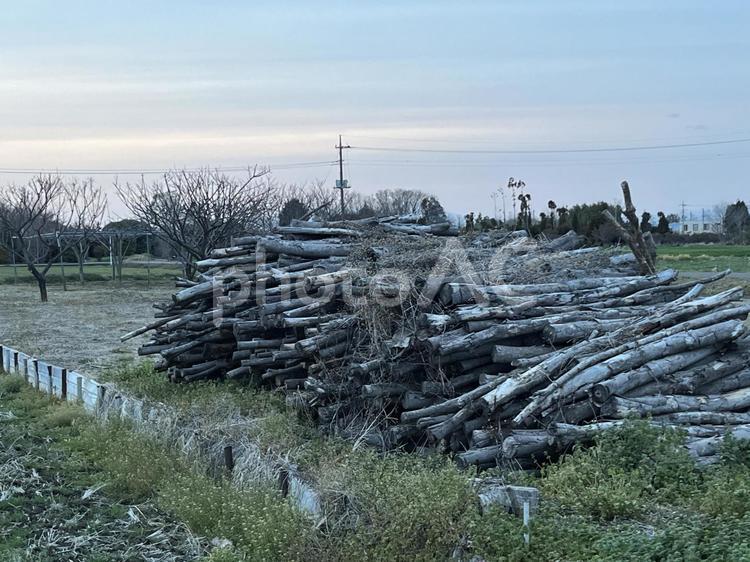 積まれた木 風景,木材,自然の写真素材