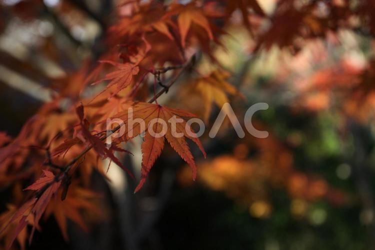 紅葉 もみじ,紅葉,秋の写真素材