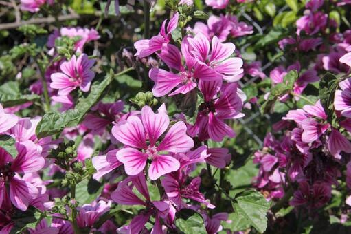 コモンマロウ　咲く風景 草花,鮮やか,自然風景の写真素材