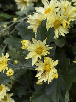 黄色い花とアブ アブ,花,黄色の写真素材