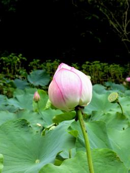 郊外のハス園でツボミ状態のハスの花 郊外のハス園でツボミ状態のハスの花 ハス,花,植物の写真素材