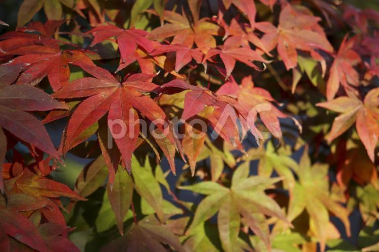 美しい秋のもみじ 紅葉,葉,落葉の写真素材