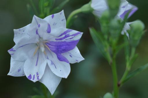 代表日本的紫色花朵, JPG 代表日本的紫色花朵, 桔梗, 桔梗家族, 夏天花, JPG