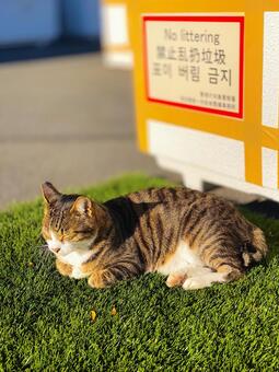 日向ぼっこの猫 猫,日向ぼっこ,野良猫の写真素材