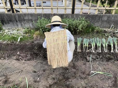 畑作業 畑,背みの,わらの写真素材