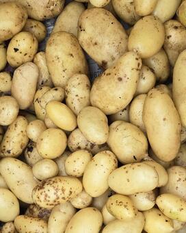 じゃがいもづくし じゃがいも,収穫,春じゃがいもの写真素材