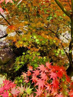 色とりどりの紅葉 紅葉,もみじ,カラフルの写真素材