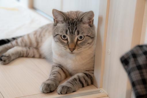 床に伏せるシャム猫 床に伏せるシャム猫の写真