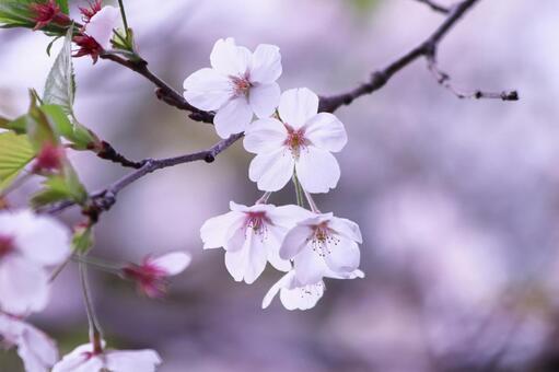 Beautiful cherry blossoms beginning to fall, JPG Beautiful cherry blossoms beginning to fall, JPG