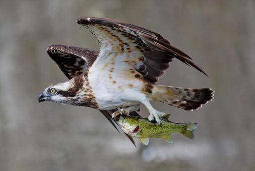 ブラックバスを掴んで飛ぶミサゴ ブラックバスを掴んで飛ぶミサゴ ミサゴ,鶚,ウオタカの写真素材