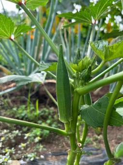 家庭菜園のオクラの栽培 家庭菜園のオクラの栽培 オクラ,夏野菜,市民農園の写真素材