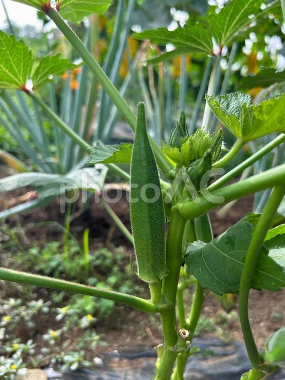 家庭菜園のオクラの栽培 オクラ,夏野菜,市民農園の写真素材