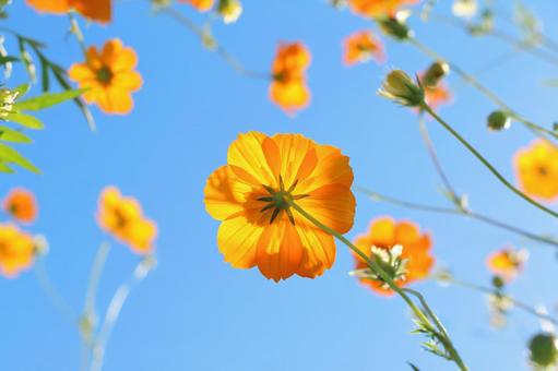 Yellow Cosmos, JPG