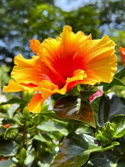 ハイビスカス ハイビスカス ハイビスカス,夏,アップの写真素材