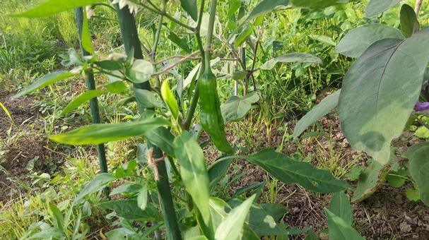 シシトウの実がなりました シシトウの実がなりました しし唐,植物,実の写真素材