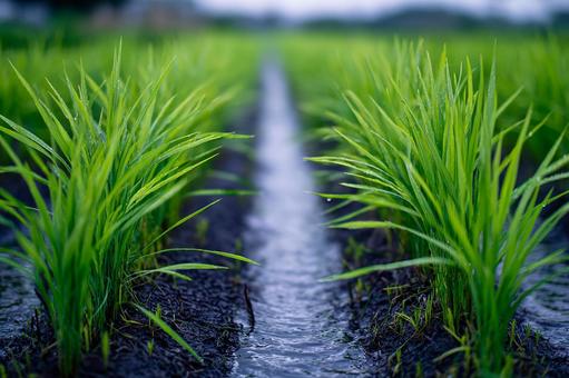 稲穂の芽吹き 稲穂の芽吹きの写真
