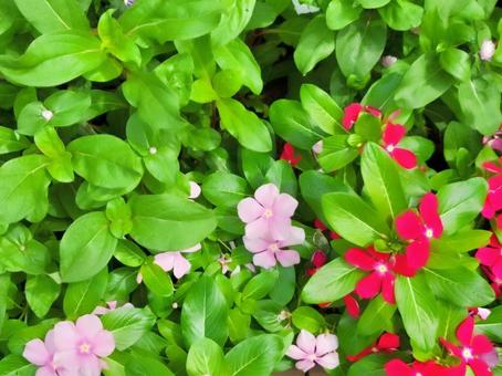 いきいきとした花壇の花　ガーデニング ガーデニング,花,花壇の写真素材